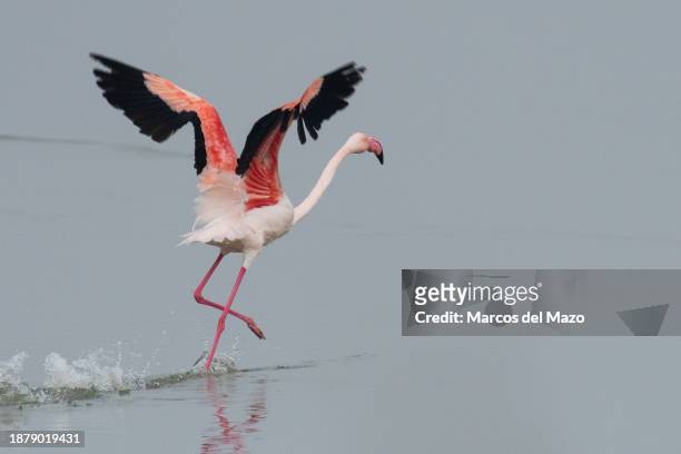 Greater flamingo is seen in the lagoon Laguna Larga de Villacañas.