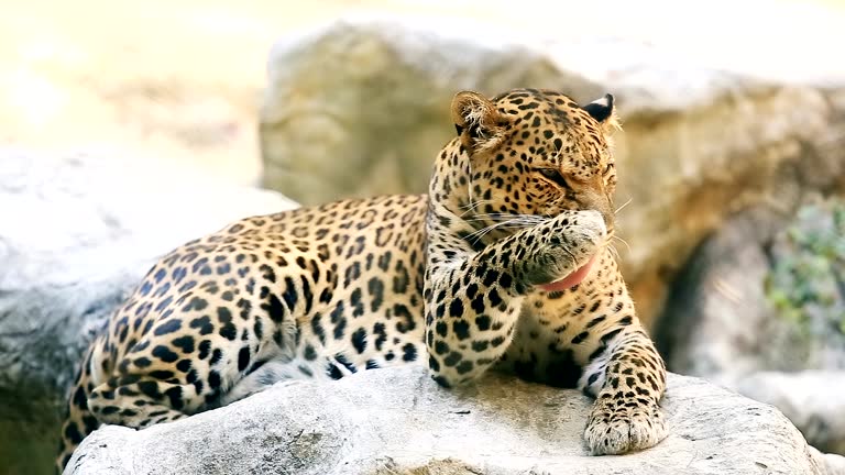 See Leopard See Leopard Videos and HD Footage - Getty Images