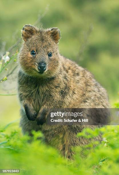 quokka, rottnest island, western australia - rottnest island stock pictures, royalty-free photos & images