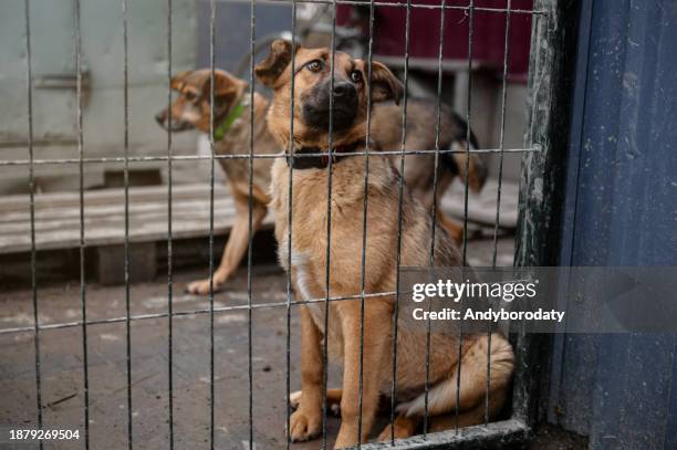 Stray dog in animal shelter waiting for adoption. Homeless dog in the shelter.