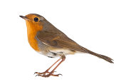 side view of a European Robin, Erithacus rubecula, isolated