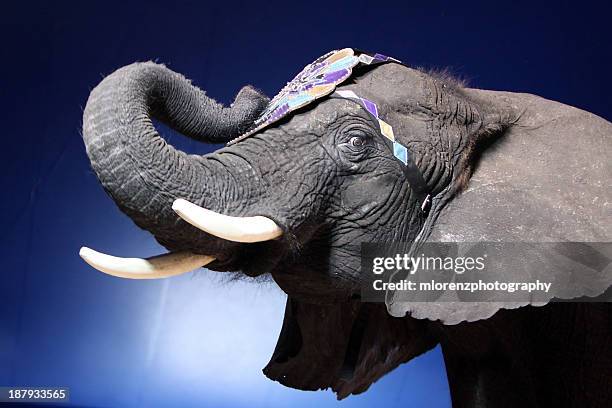 15,427 Circus Animal Photos and Premium High Res Pictures - Getty Images 15,427 Circus Animal Photos and Premium High Res Pictures - Getty Images