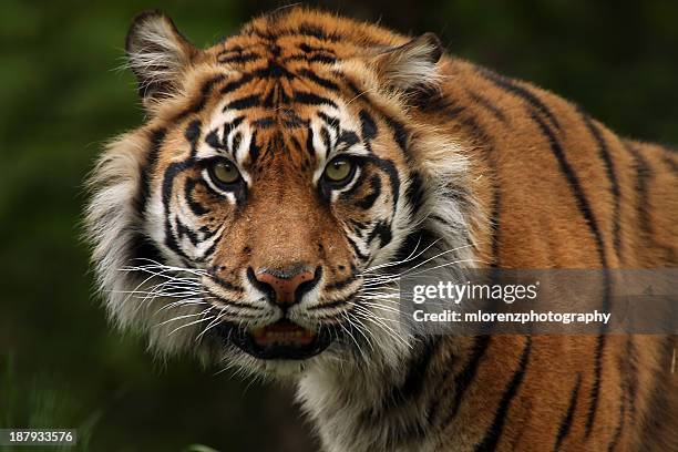 picture of aggression - sumatran tiger stock pictures, royalty-free photos & images