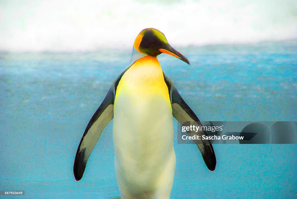 King Penguin On South Georgia Beach, Feb 4th, 2010