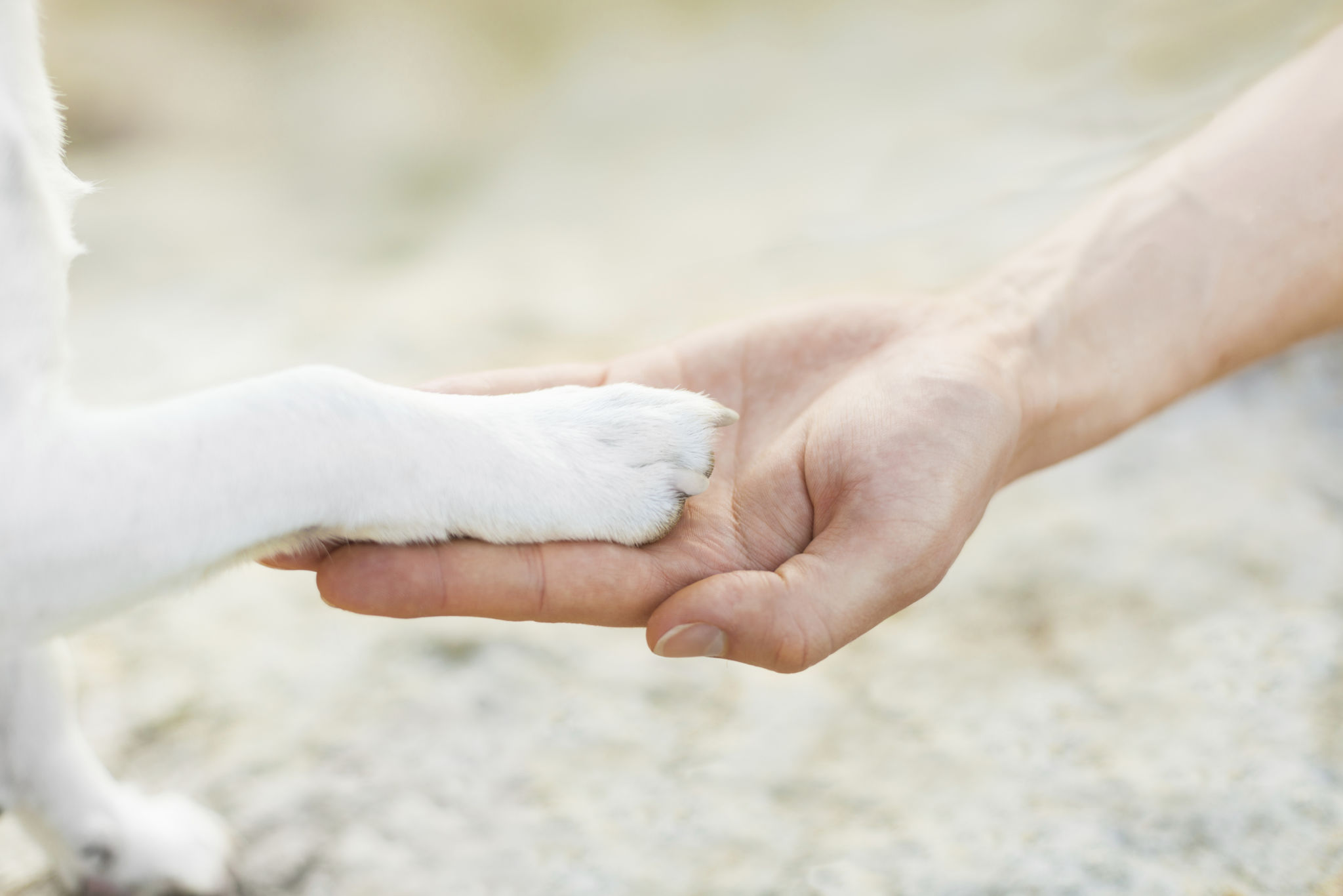 high five paw high five paw