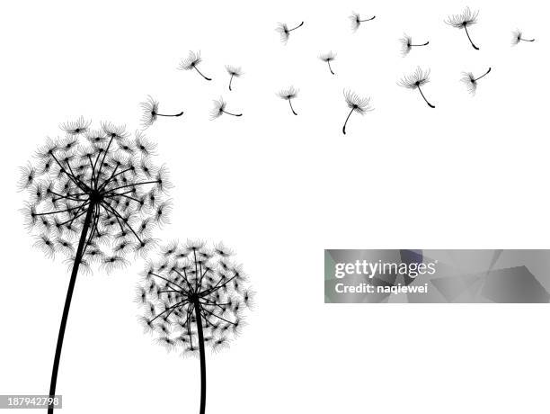 stockillustraties, clipart, cartoons en iconen met vector dandelion with white background - composietenfamilie