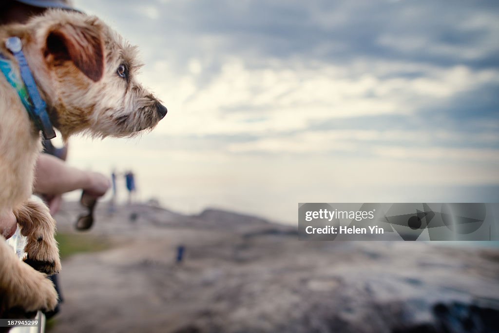 Dog looking at the sea