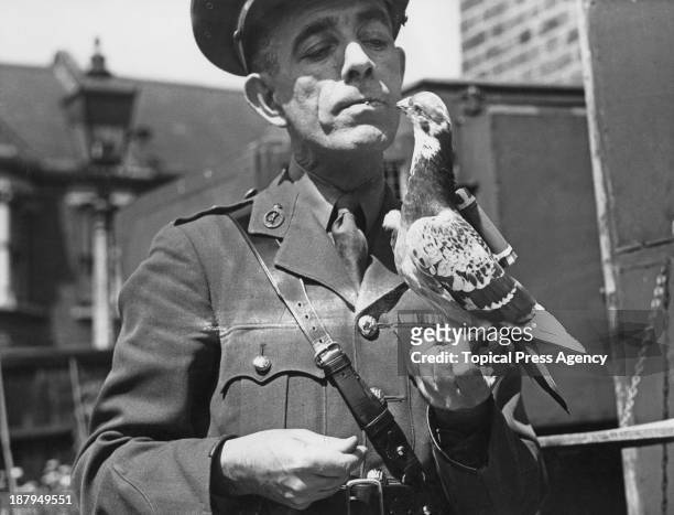 Captain Caiger of the British Army Pigeon Service, holding a carrier pigeon equipped with a 'back carrier' message capsule, 23rd July 1945.