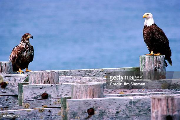 an adult bald eagle and an eaglet - unalaska stockfoto's en -beelden