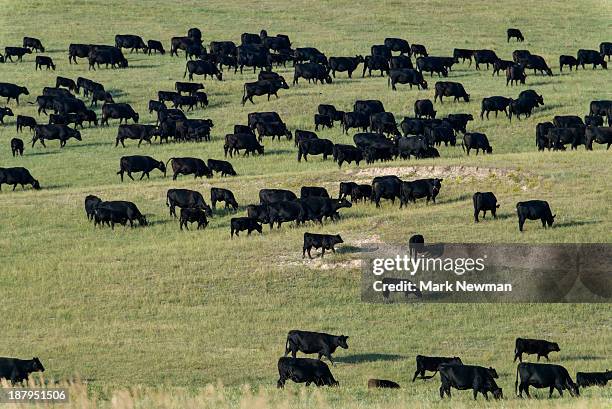black angus cattle herd on prairie - black angus cattle stock pictures, royalty-free photos & images