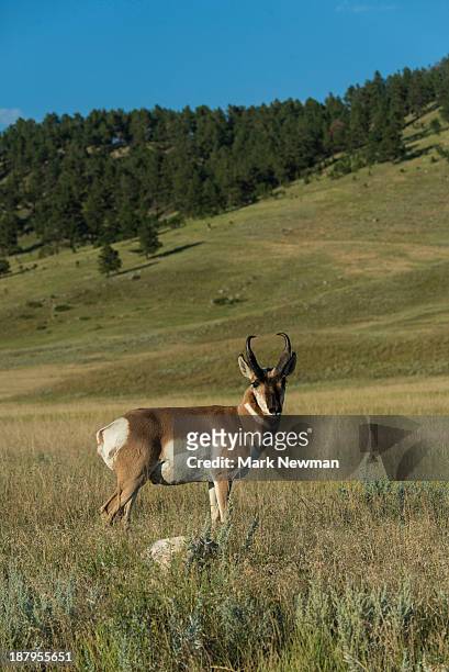 pronghorn antelope - pronghorn stock pictures, royalty-free photos & images