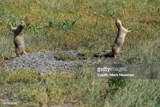 black-tail prairie dog - prairie dog 個照片及圖片檔
