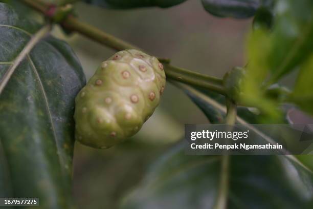 noni, great morinda, beach mulberry - morinda citrifolia stock pictures, royalty-free photos & images