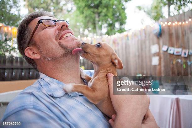 man getting licked by a dog - chihuahua raça pura - fotografias e filmes do acervo