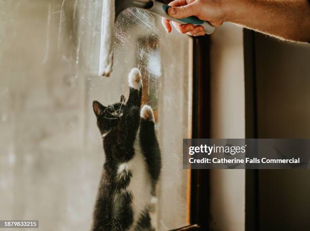 a domestic cat watches a window cleaner, pawing at the squeegee from outside the glass window. - animal foot stock pictures, royalty-free photos & images