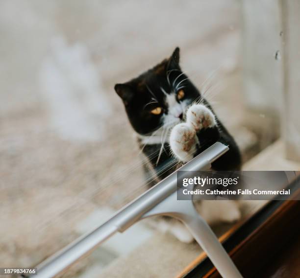 a domestic cat watches a window cleaner, pawing at the squeegee from outside the glass window. - angry wet cat stock pictures, royalty-free photos & images