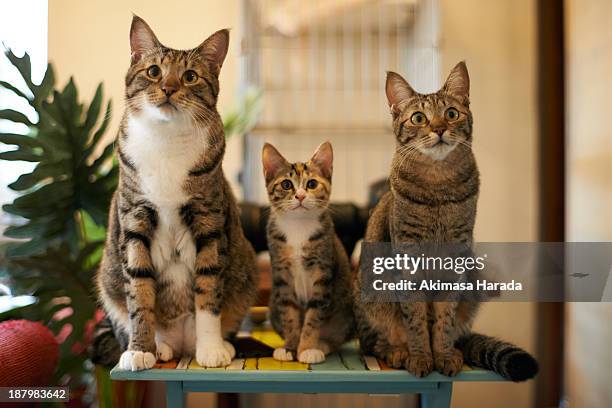 three cats in a row - drie dieren stockfoto's en -beelden