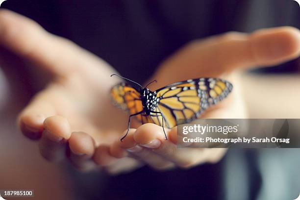 boy holding monarch butterfly - butterfly hand stock-fotos und bilder