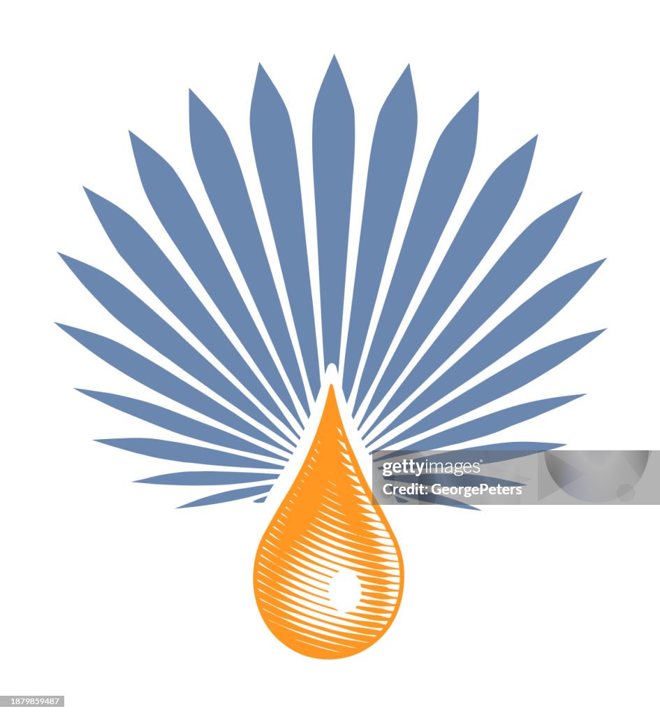 Blue Agave Plant and drip of extract