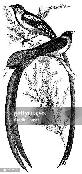 antique illustration of vidua paradisaea and erythrorynchus - paradisaeidae stock illustrations