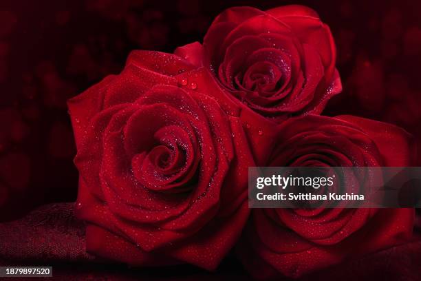 February Roses Background February Birthday Background Photos and Premium High Res Pictures ...