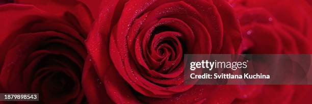 February Roses Background February Birthday Background Photos and Premium High Res Pictures ...