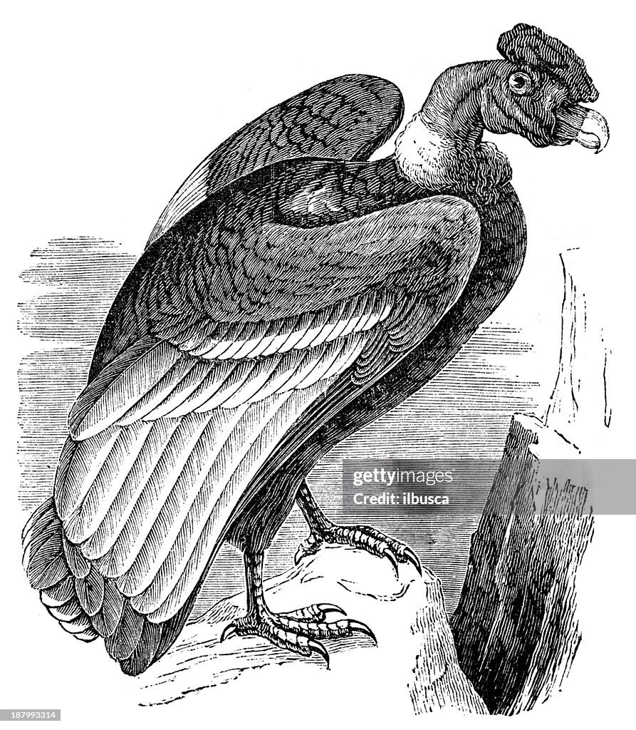 Antique illustration of King Vulture (Sarcoramphus papa)