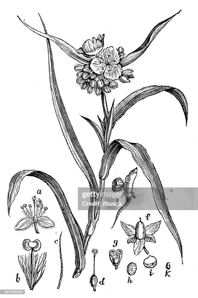 Antique illustration of Tradescantia virginiana (Virginia spiderwort)