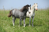 Two young ponnies standing on pasturage