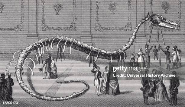 Feet Long Skeleton Of Fake Sea Serpent Hydrarchos Harlani Put On Show In New York And Boston In 1845 By Albert C. Koch. It Was Subsequently Exposed...