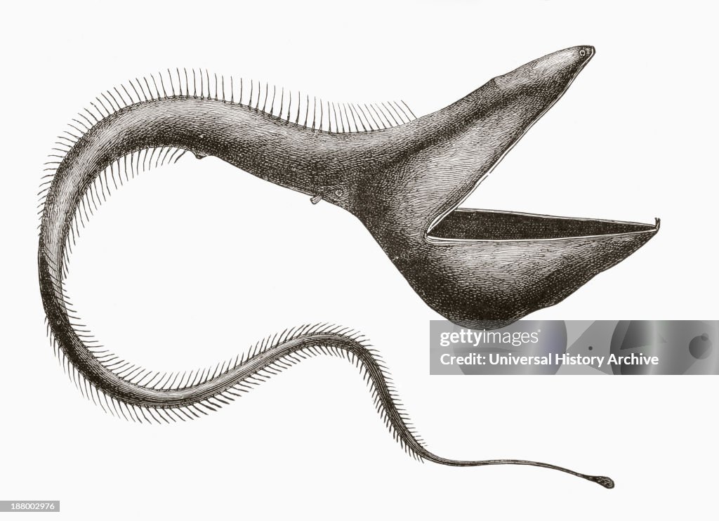 Pelican Eel Or Eurypharynx Pelecanoides