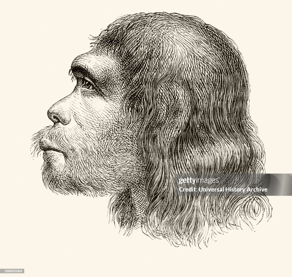 Head Of A Neanderthal Man