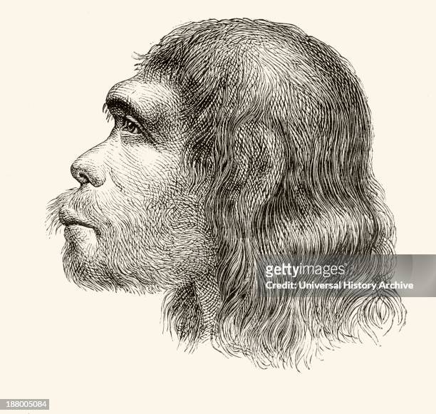 Head Of A Neanderthal Man. Illustration From A 19Th Century Reconstruction. From Nuestro Siglo, Published Barcelona 1883.