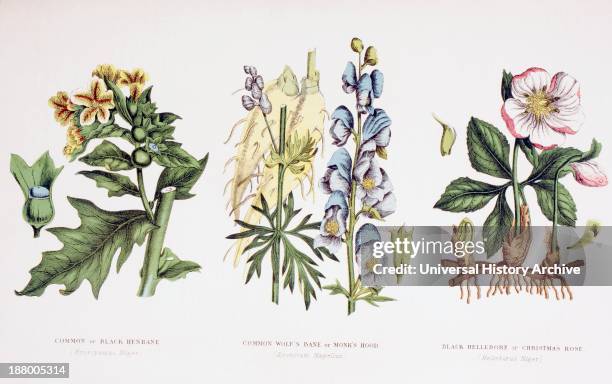 Common Poisonous Plants. Left To Right: Common Or Black Henbane. ; Common Wolf's Bane Or Monk's Hood. . Black Hellebore Or Christmas Rose. . From The...