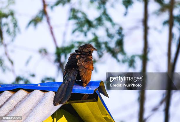The Greater Coucal Or Crow Pheasant , Is A Large Non-parasitic Member Of The Cuckoo Order Of Birds, The Cuculiformes Found In Indian Subcontinent And...