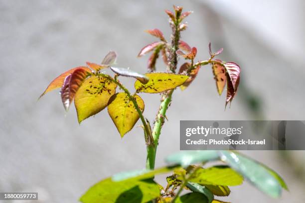 rose aphids (macrosiphon rosae) on a rose stem. - parthenogenese stock-fotos und bilder