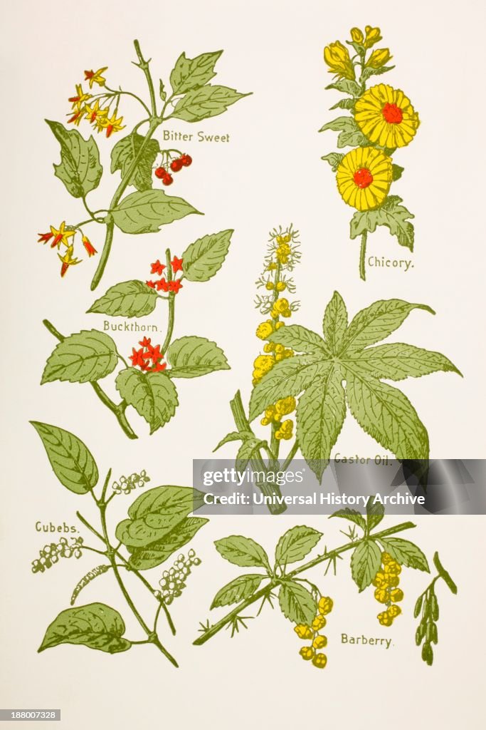 Medicinal Herbs And Plants