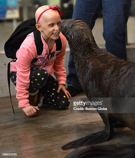 Delia Binette of Saco, Maine, meets a northern fur seal during a private tour of the New England Aquarium for two families with sick children who...