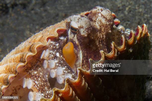 coconut octopus looking out from two clam shells it uses for protection close-up - veined octopus stock pictures, royalty-free photos & images