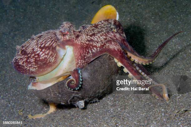 coconut octopus carrying half coconut shell and pieces of seashell  it uses for protection - veined octopus stock pictures, royalty-free photos & images
