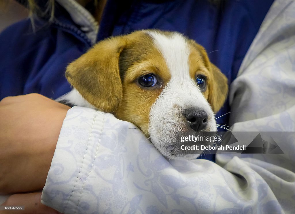 Arms holding a puppy