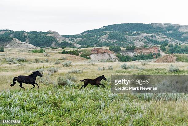 wild horses in north dakota - foal stock pictures, royalty-free photos & images