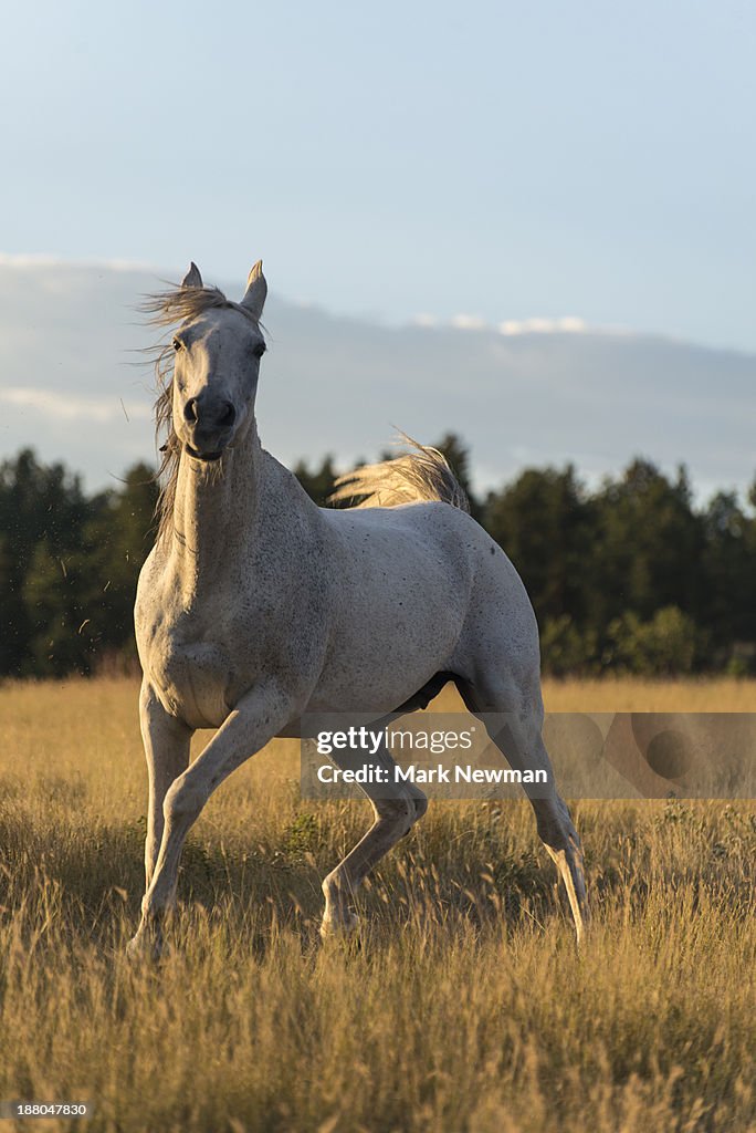 Arabian horse on prairie