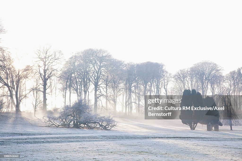 Sunlight breaking through trees over frosted field