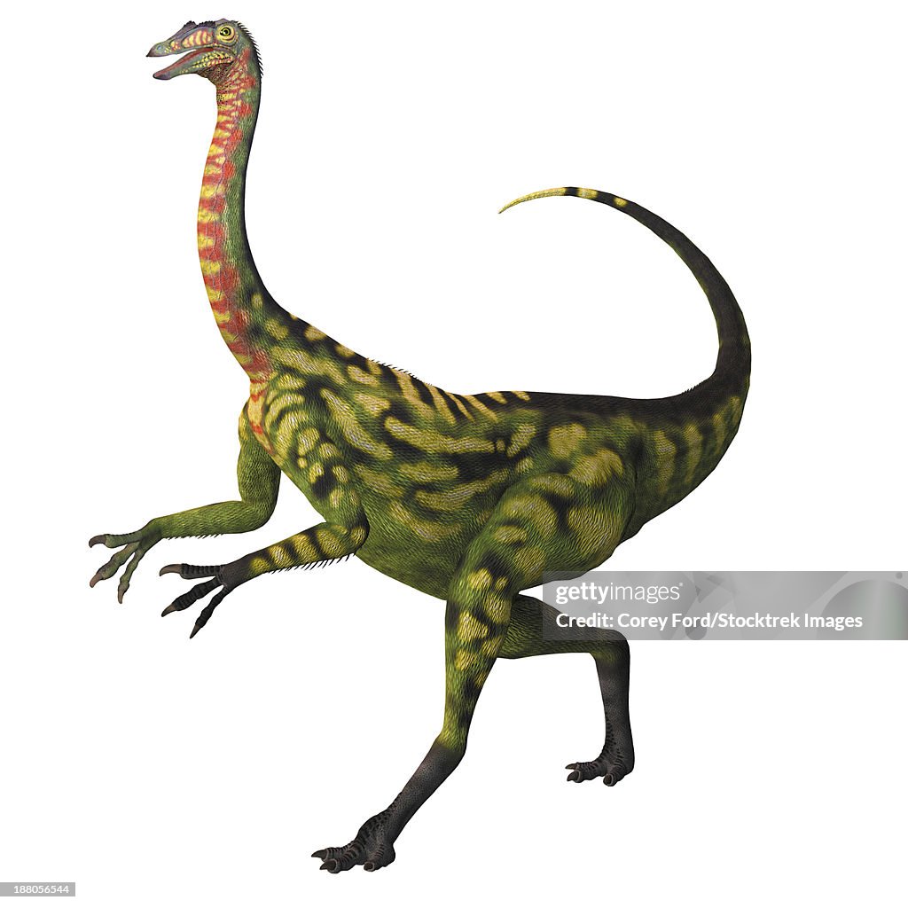 Deinocheirus, a large carnivorous theropod dinosaur of the Cretaceous period.