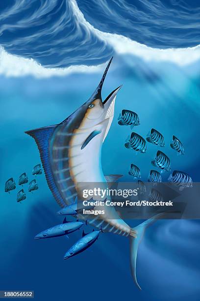 small fish scatter as a huge blue marlin swims to the ocean surface with a burst of speed. - blue marlin speed stock illustrations