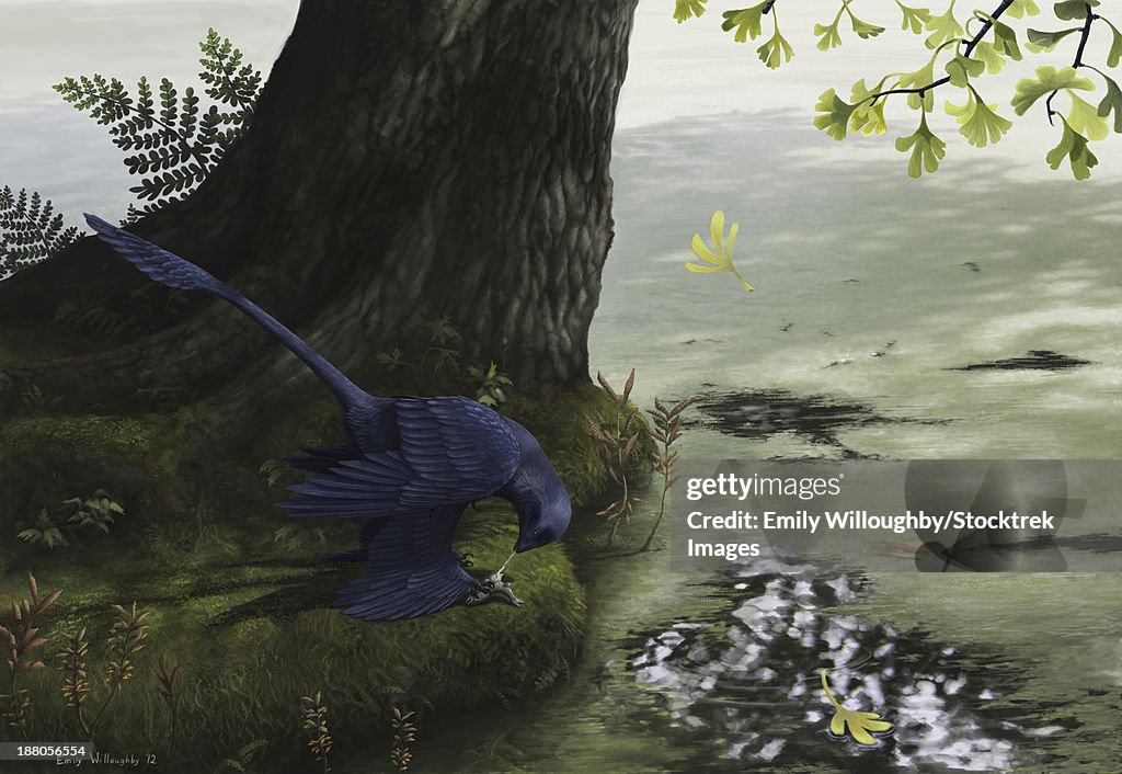 Microraptor gui eating a small fish.