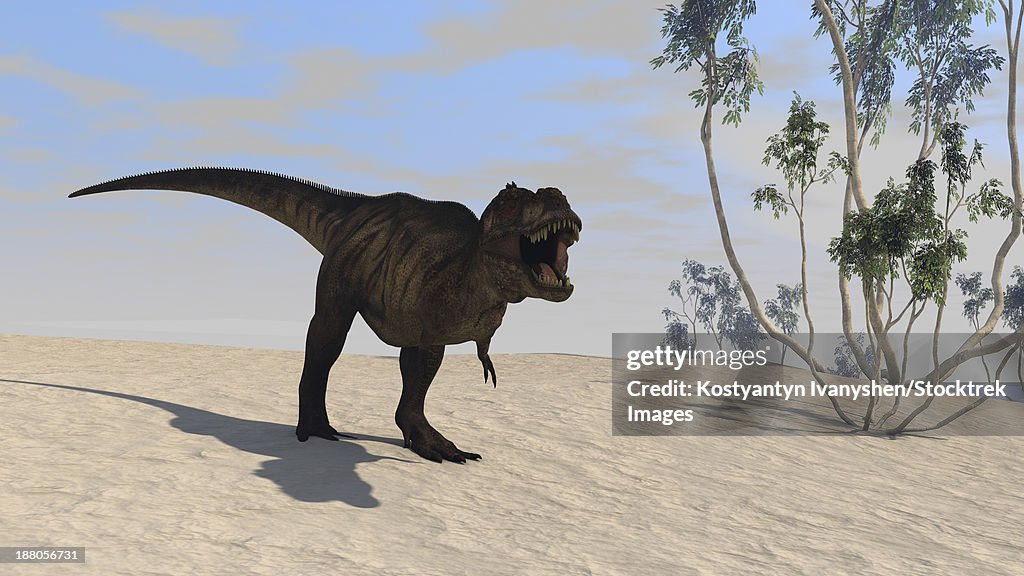 Tyrannosaurus Rex hunting in an open desert.