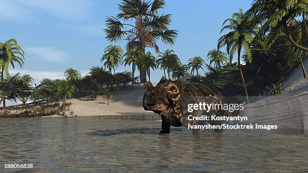 brown einiosaurus in shallow water. - einiosaurus stock illustrations