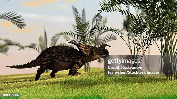 brown einiosaurus walking in a field. - einiosaurus stock illustrations